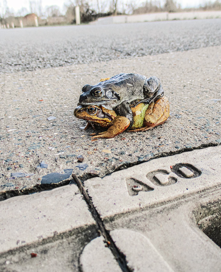 Crapauducs ACO Pro