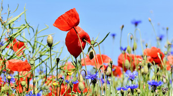 Tuintrends 2021 Thumb