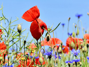 Tuintrends 2021 Thumb