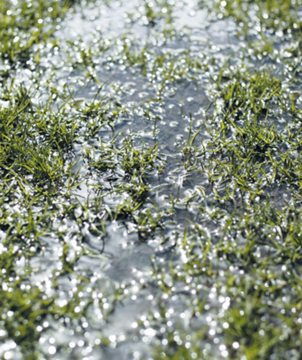 Des flaques d'eau dans le jardin