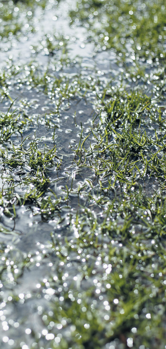 Eau de pluie dans le jardin
