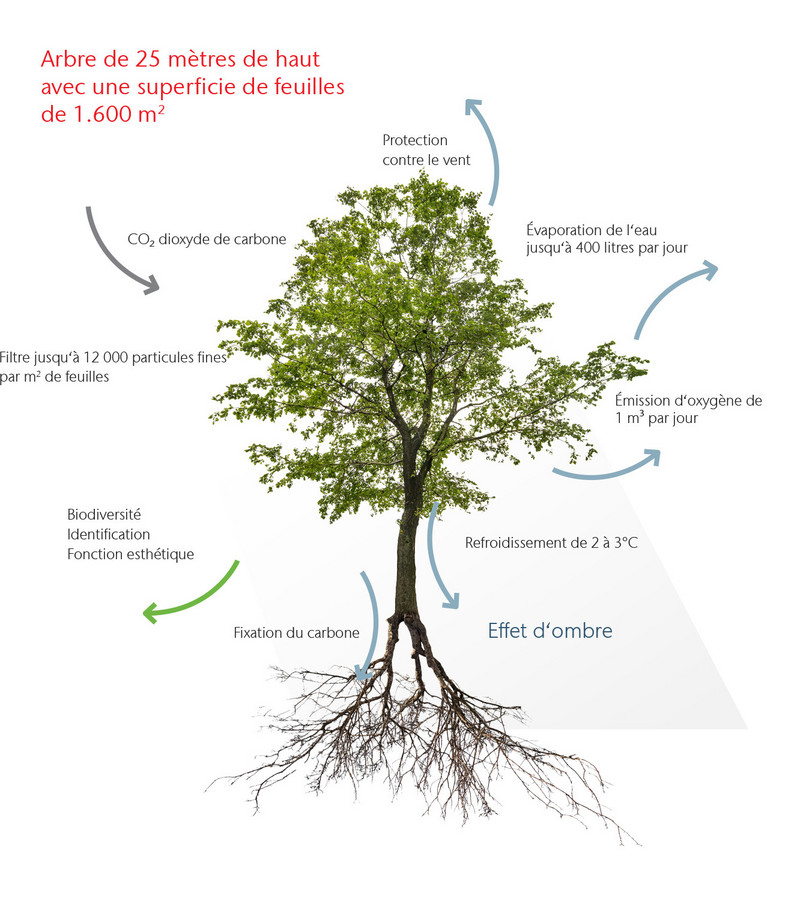 Les arbres et leurs fonctions dans la ville