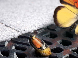 Voordelen Van Gietijzer Header