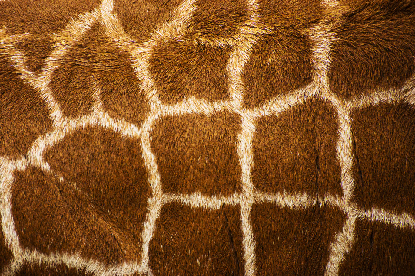 Voronoï patroon bij giraffen