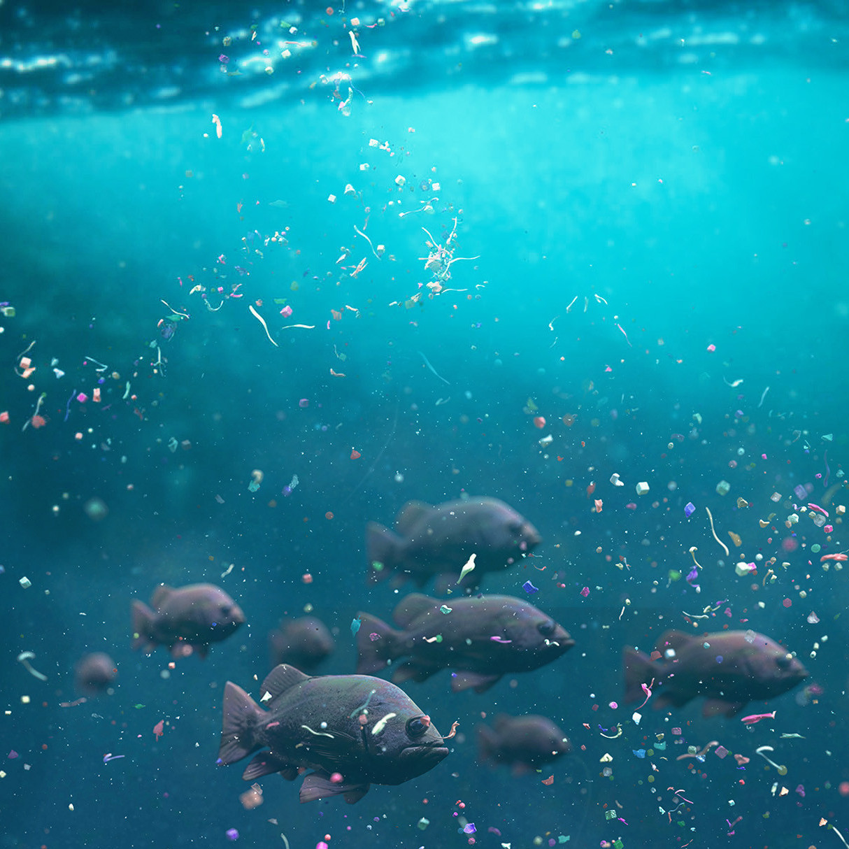 Microplastics in zee