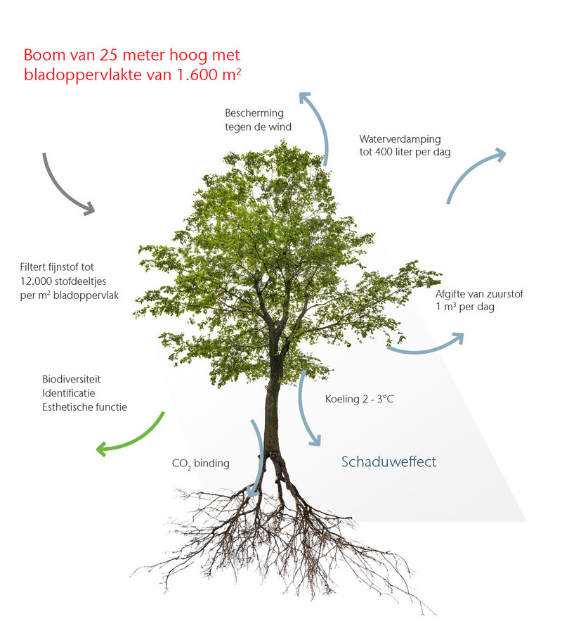 Bomen en hun functies