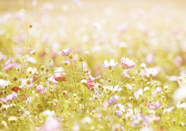 Prairies fleuries dans le jardin