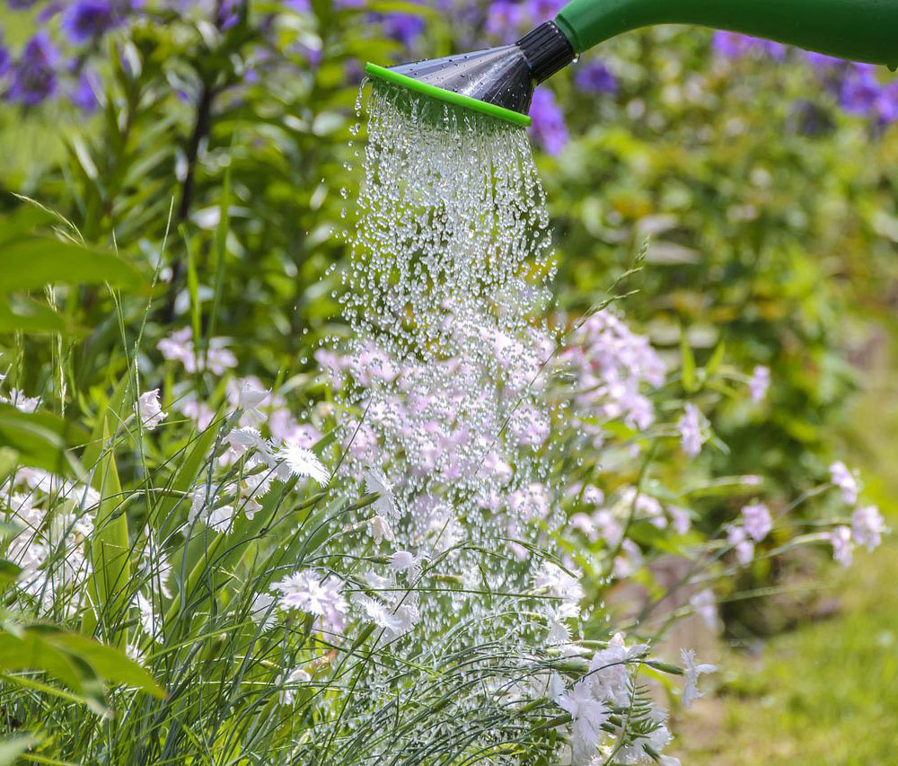 Water geven van bloemenperk met gieter